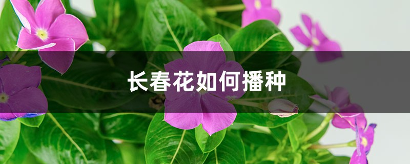 长春花如何播种 长春花如何播种