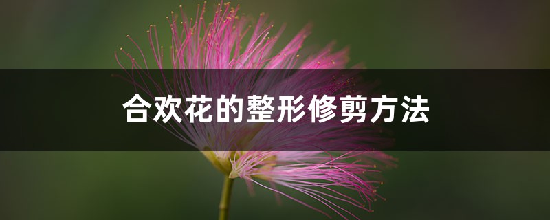 合欢花的整形修剪方法 合欢花的整形修剪方法