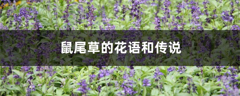 鼠尾草的花语和传说 鼠尾草的花语和传说