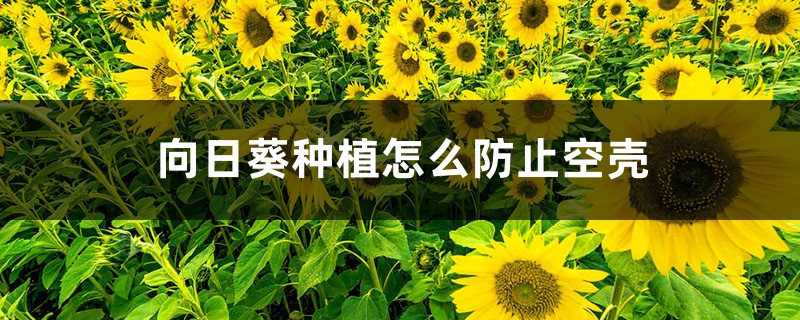 向日葵种植怎么防止空壳 向日葵种植怎么防止空壳