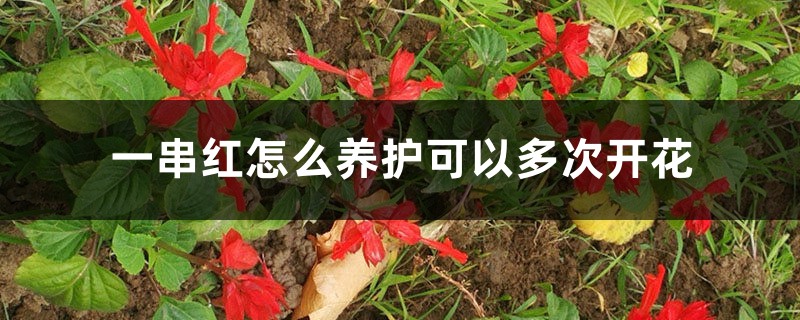 一串红怎么养护可以多次开花 一串红怎么养护可以多次开花