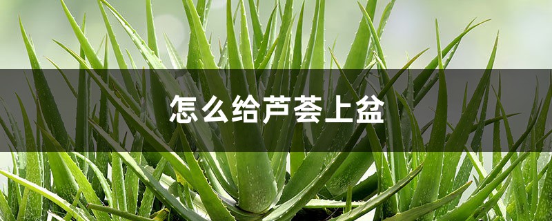 怎么给芦荟上盆 怎么给芦荟上盆