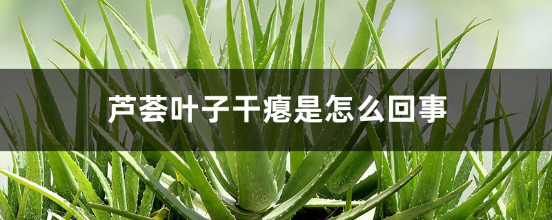 芦荟叶子干瘪是怎么回事 芦荟叶子干瘪是怎么回事