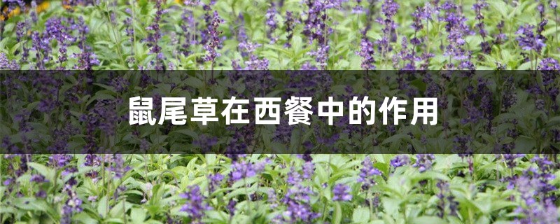 鼠尾草在西餐中的作用 鼠尾草在西餐中的作用