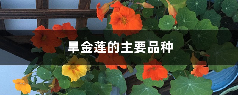旱金莲的主要品种 旱金莲的主要品种