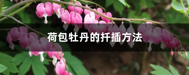 荷包牡丹的扦插方法 荷包牡丹的扦插方法