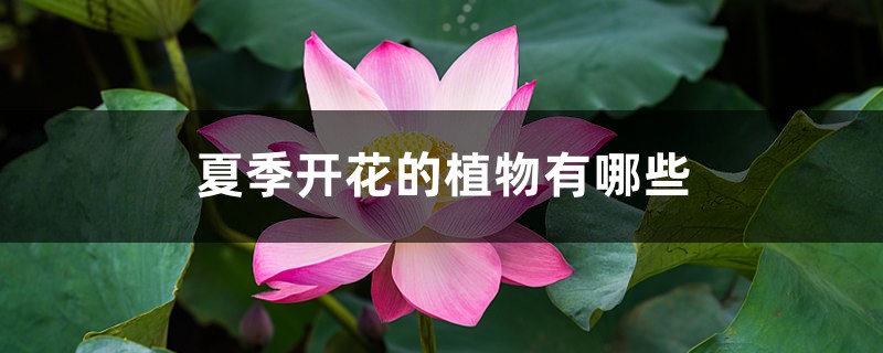 夏季开花的植物有哪些 夏季开花的植物有哪些