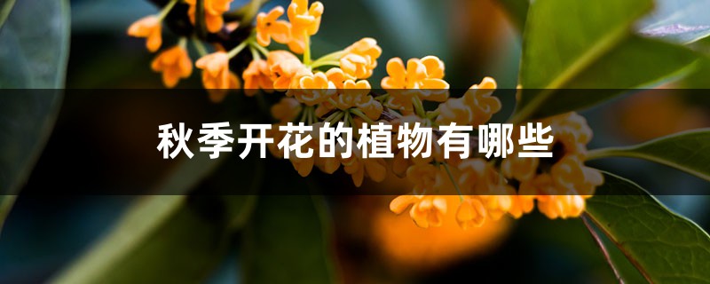 秋季开花的植物有哪些 秋季开花的植物有哪些