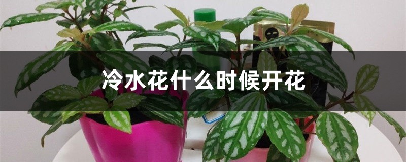 冷水花什么时候开花 冷水花什么时候开花