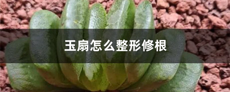 玉扇怎么整形修根 玉扇怎么整形修根