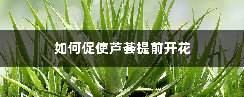 如何促使芦荟提前开花 如何促使芦荟提前开花