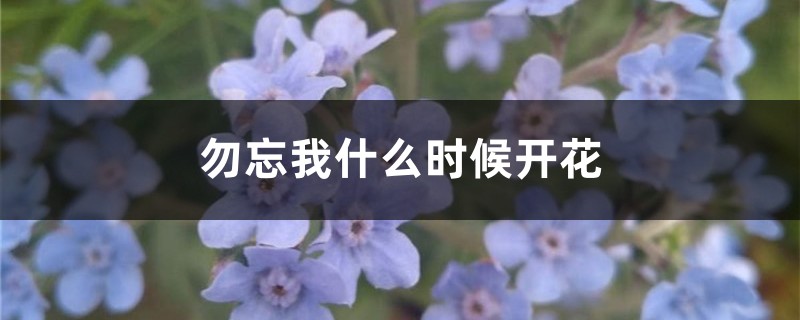 勿忘我什么时候开花 勿忘我什么时候开花