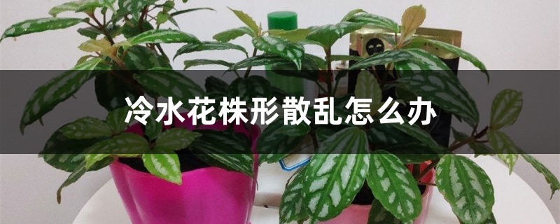 冷水花株形散乱怎么办 冷水花株形散乱怎么办