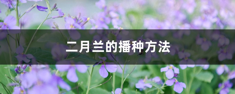 二月兰的播种方法 二月兰的播种方法