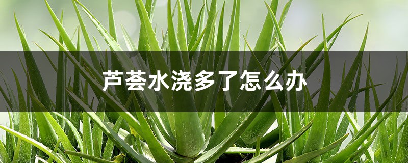 芦荟水浇多了怎么办 芦荟水浇多了怎么办