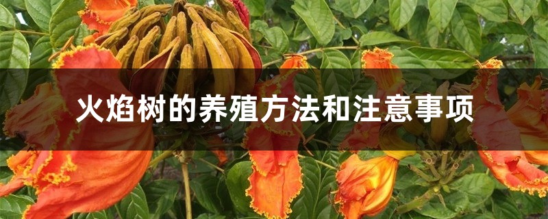 火焰树的养殖方法和注意事项