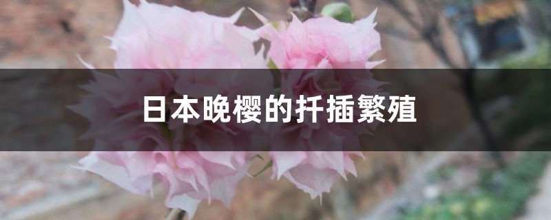 日本晚樱的扦插繁殖 日本晚樱的扦插繁殖