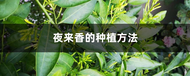 夜来香的种植方法 夜来香的种植方法