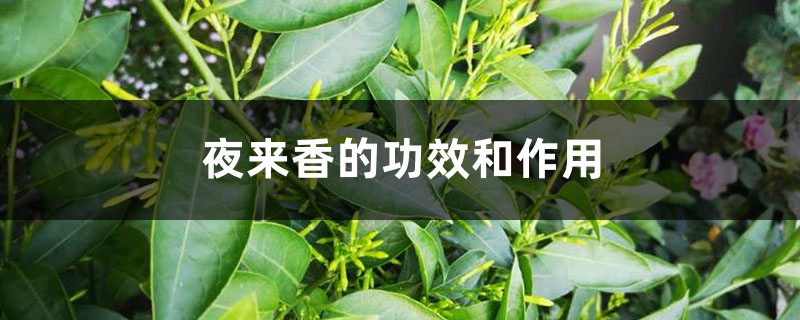 夜来香的功效和作用 夜来香的功效和作用