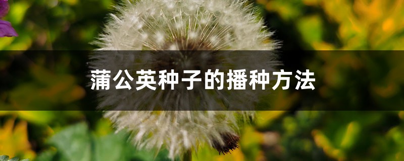蒲公英种子的播种方法 蒲公英种子的播种方法