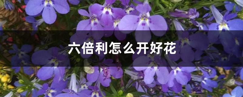 六倍利怎么开好花 六倍利怎么开好花