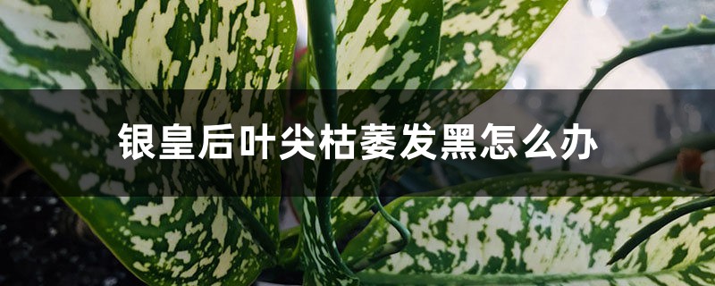 银皇后叶尖枯萎发黑怎么办 银皇后叶尖枯萎发黑怎么办