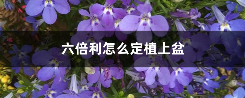 六倍利怎么定植上盆 六倍利怎么定植上盆