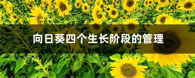 向日葵四个生长阶段的管理 向日葵四个生长阶段的管理