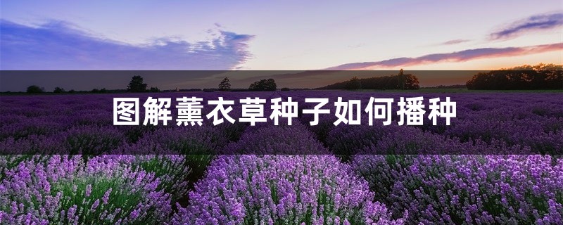 图解薰衣草种子如何播种 图解薰衣草种子如何播种