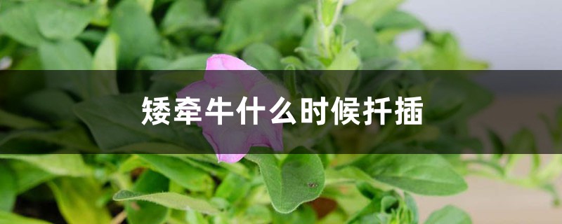矮牵牛什么时候扦插 矮牵牛什么时候扦插