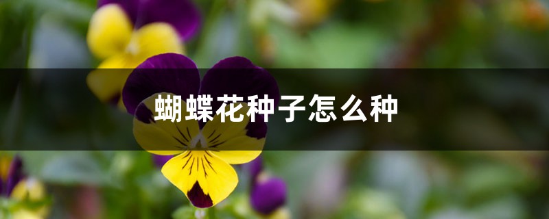 蝴蝶花种子怎么种 蝴蝶花种子怎么种