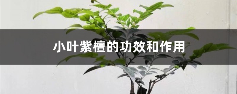 小叶紫檀的功效和作用 小叶紫檀的功效和作用
