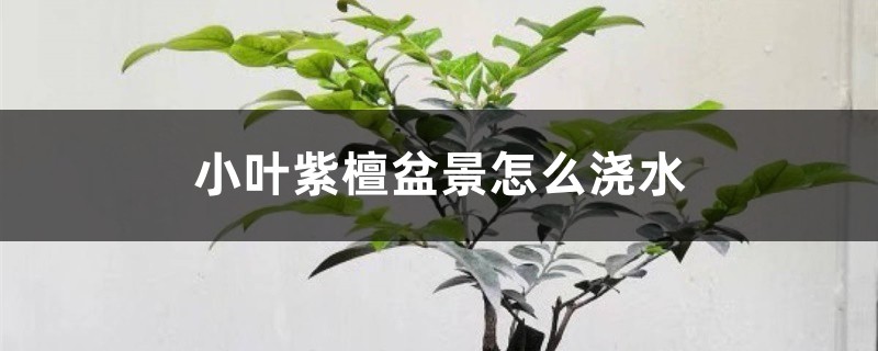 小叶紫檀盆景怎么浇水 小叶紫檀盆景怎么浇水