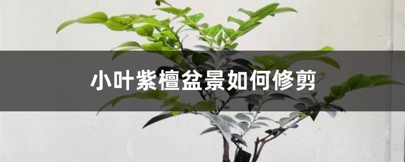 小叶紫檀盆景如何修剪 小叶紫檀盆景如何修剪