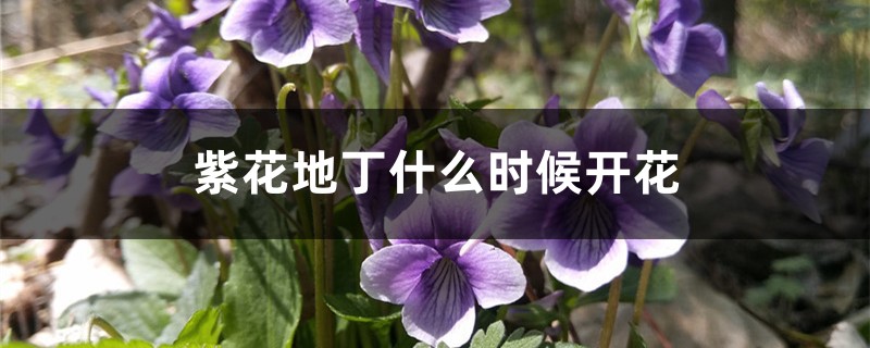紫花地丁什么时候开花 紫花地丁什么时候开花