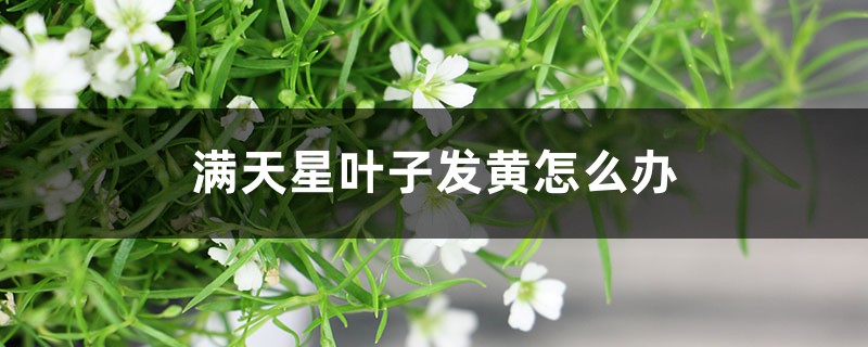 满天星叶子发黄怎么办 满天星叶子发黄怎么办