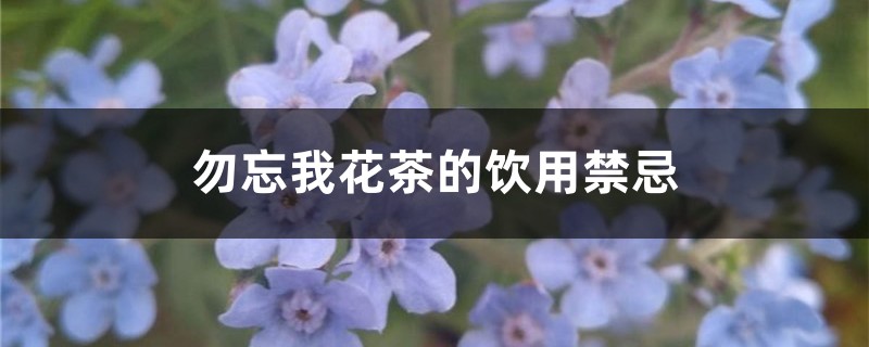 勿忘我花茶的饮用禁忌 勿忘我花茶的饮用禁忌
