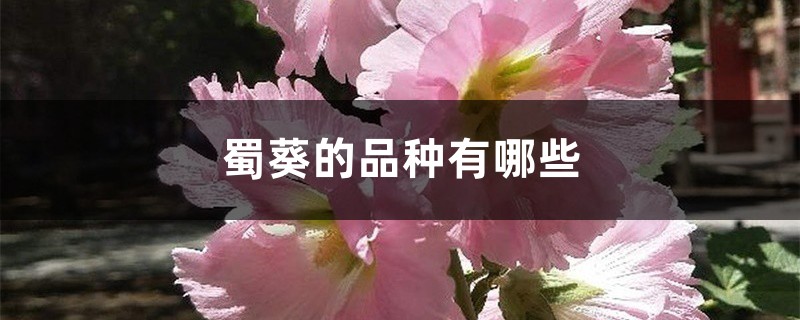 蜀葵的品种有哪些 蜀葵的品种有哪些