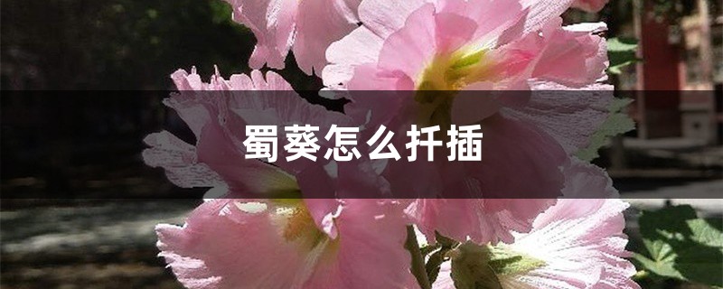 蜀葵怎么扦插 蜀葵怎么扦插