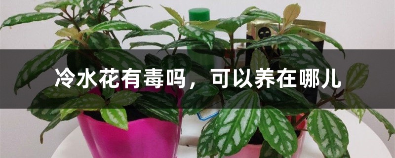 冷水花有毒吗,可以养在哪儿 冷水花有毒吗,可以养在哪儿