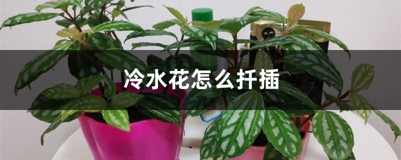 冷水花怎么扦插 冷水花怎么扦插