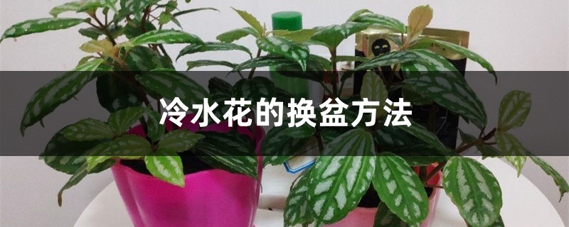 冷水花的换盆方法 冷水花的换盆方法