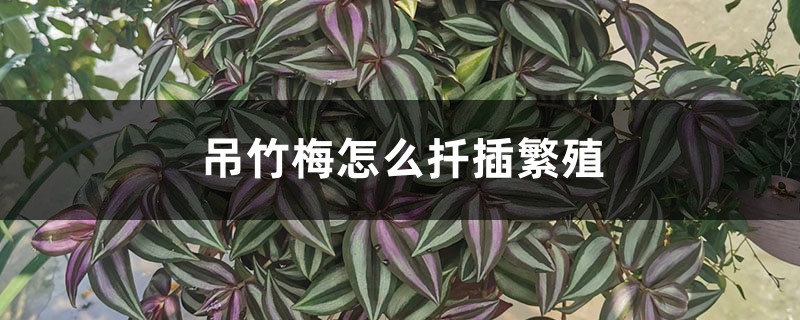 吊竹梅怎么扦插繁殖 吊竹梅怎么扦插繁殖