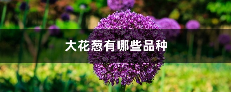 大花葱有哪些品种 大花葱有哪些品种