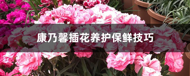 康乃馨插花养护保鲜技巧 康乃馨插花养护保鲜技巧