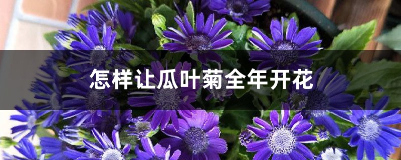 怎样让瓜叶菊全年开花 怎样让瓜叶菊全年开花