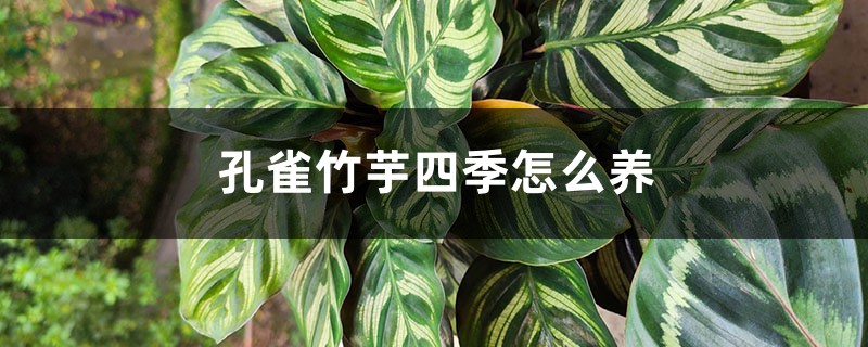 孔雀竹芋四季怎么养 孔雀竹芋四季怎么养