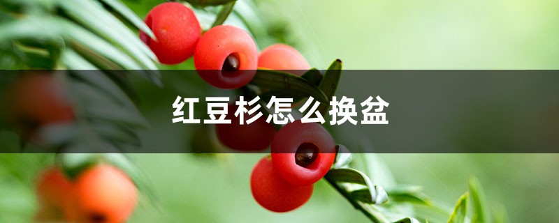 红豆杉怎么换盆 红豆杉怎么换盆