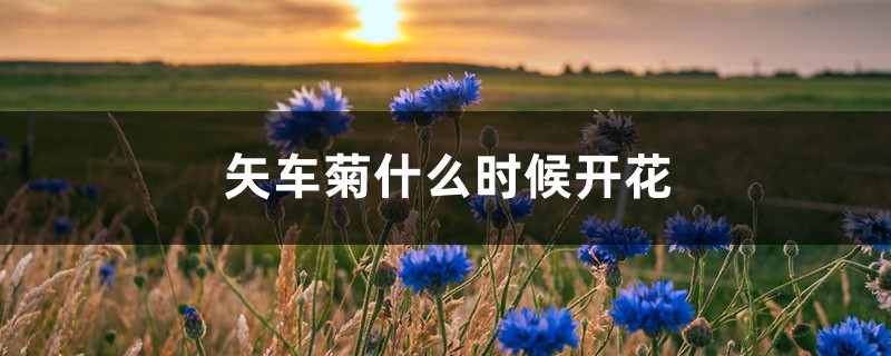 矢车菊什么时候开花 矢车菊什么时候开花