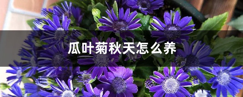 瓜叶菊秋天怎么养 瓜叶菊秋天怎么养